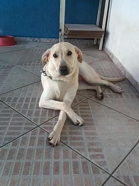 Cachorro ra a Labrador idade 2 anos nome CUCA