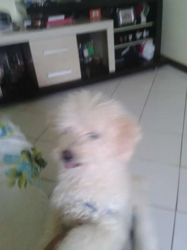 Cachorro ra a Poodle idade 6 ou mais anos nome Maylon