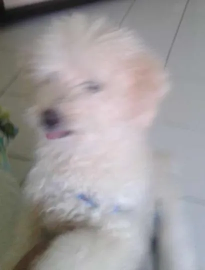 Cachorro ra a Poodle idade 6 ou mais anos nome Maylon