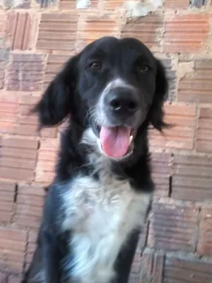 Cachorro raça mista idade 3 anos nome Maylon