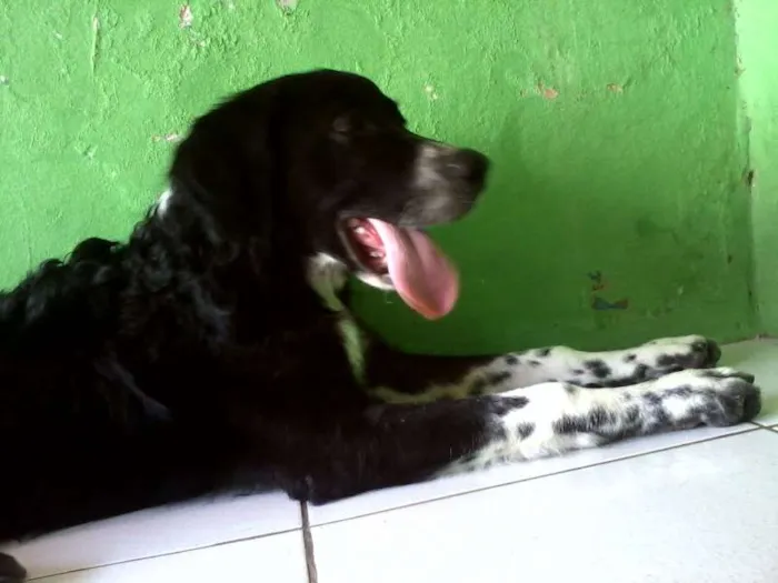 Cachorro ra a mista idade 3 anos nome Maylon