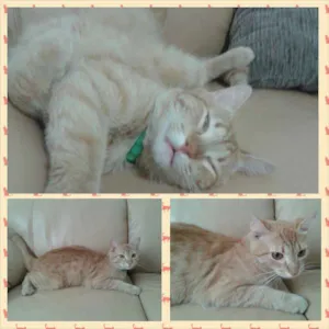 Gato raça Sem raça definida idade 1 ano nome Nando Reis