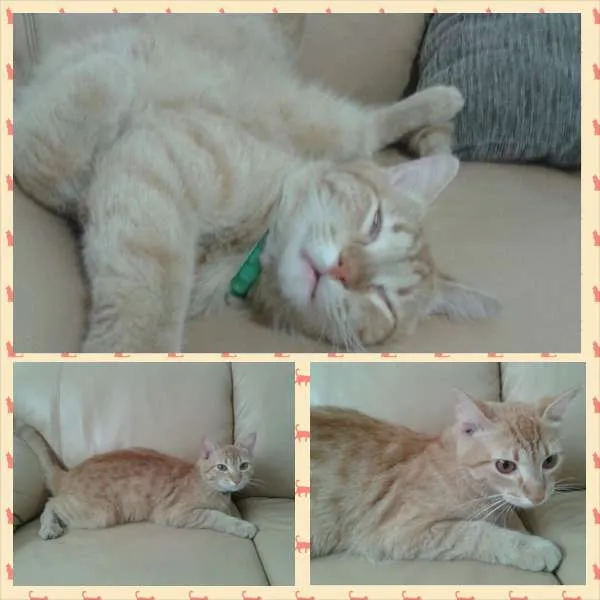 Gato ra a Sem raça definida idade 1 ano nome Nando Reis