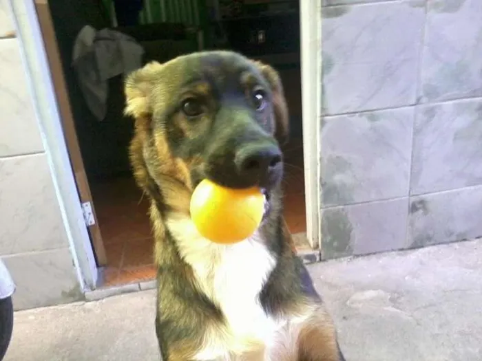 Cachorro ra a Vira lata idade 7 a 11 meses nome Téd