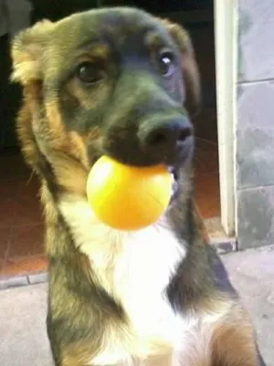 Cachorro raça Vira lata idade 7 a 11 meses nome Téd