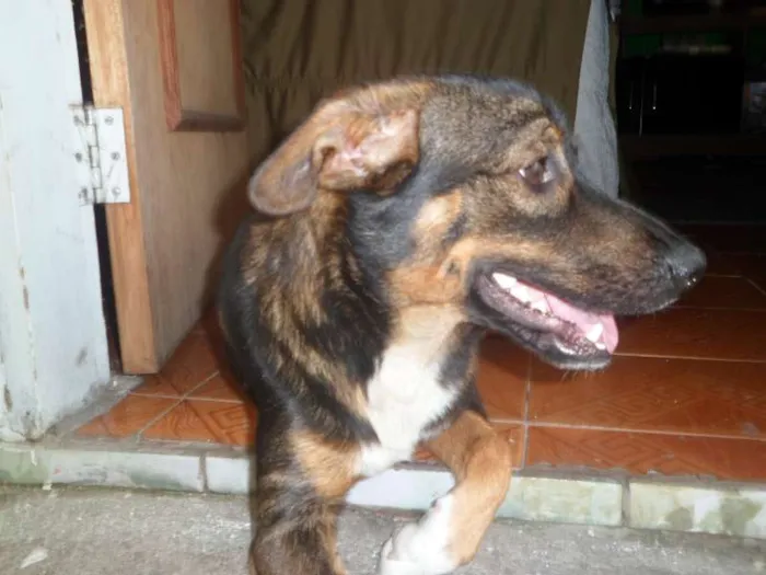 Cachorro ra a Vira lata idade 7 a 11 meses nome Téd