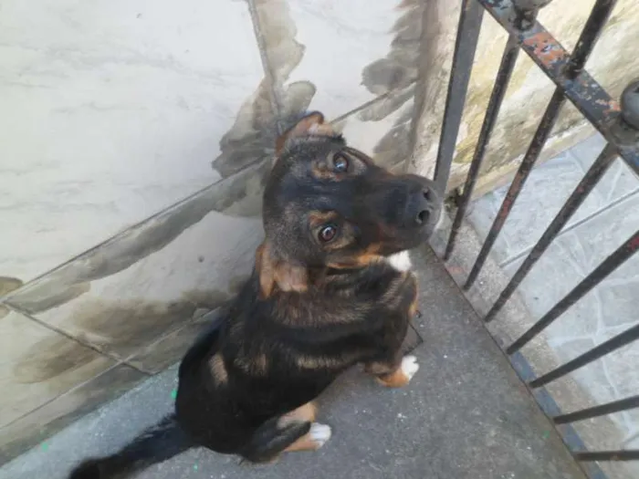 Cachorro ra a Vira lata idade 7 a 11 meses nome Téd