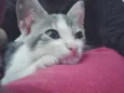 Lily