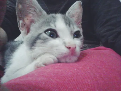 Gato ra a Não Sei idade Abaixo de 2 meses nome Lily