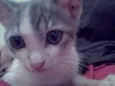 Lily