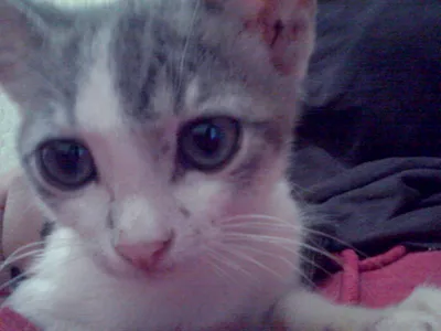 Gato ra a Não Sei idade Abaixo de 2 meses nome Lily