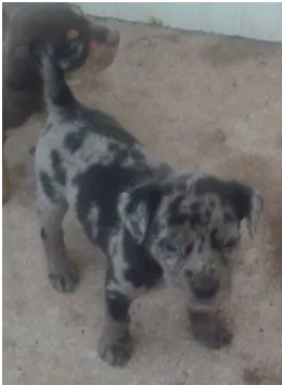 Cachorro raça misto idade Abaixo de 2 meses nome sem nome