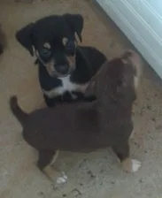 Cachorro raça misto idade Abaixo de 2 meses nome sem nome