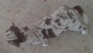 Cachorro raça misto idade Abaixo de 2 meses nome sem nome