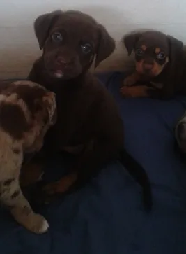 Cachorro raça misto idade Abaixo de 2 meses nome sem nome