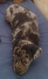 Cachorro raça misto idade Abaixo de 2 meses nome sem nome