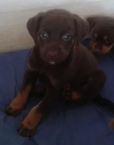 Cachorro raça misto idade Abaixo de 2 meses nome sem nome