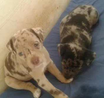 Cachorro raça misto idade Abaixo de 2 meses nome sem nome