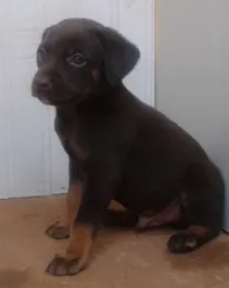 Cachorro raça misto idade Abaixo de 2 meses nome sem nome