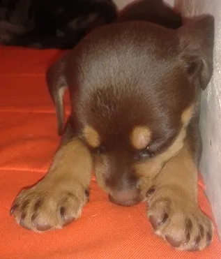 Cachorro raça misto idade Abaixo de 2 meses nome sem nome
