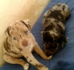 Cachorro raça misto idade Abaixo de 2 meses nome sem nome