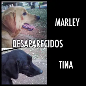 Cachorro raça Vira lata idade 3 anos nome Tina e Marley