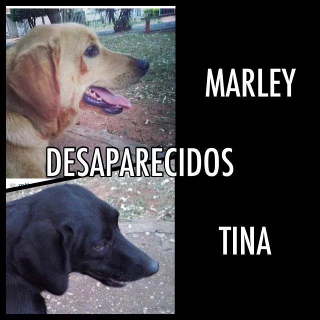 Cachorro ra a Vira lata idade 3 anos nome Tina e Marley