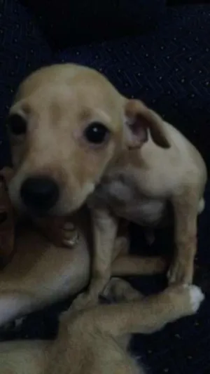 Cachorro raça Não definida idade 2 a 6 meses nome Nina