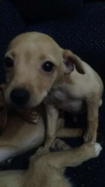 Cachorro ra a Não definida idade 2 a 6 meses nome Nina