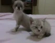gatinhos
