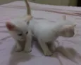 gatinhos