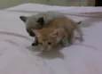 gatinhos