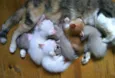 gatinhos