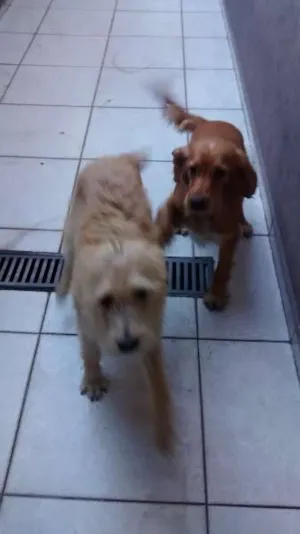 Cachorro raça Vira lata idade 1 ano nome Bubby