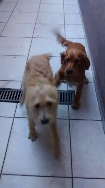 Cachorro ra a Vira lata idade 1 ano nome Bubby