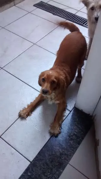 Cachorro ra a Cocker Dourada idade 1 ano nome Lylla