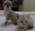 gatinhos