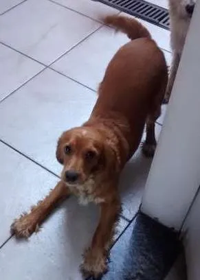 Cachorro raça Cocker Dourada idade 1 ano nome Lylla