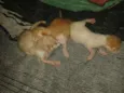 Nenem