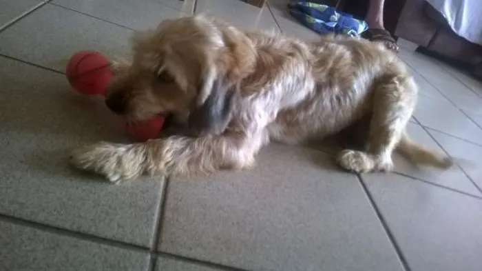Cachorro ra a SRD idade 2 anos nome Sofia