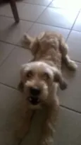 Sofia