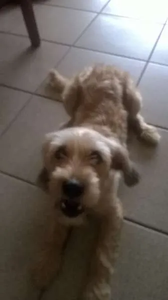 Cachorro ra a SRD idade 2 anos nome Sofia