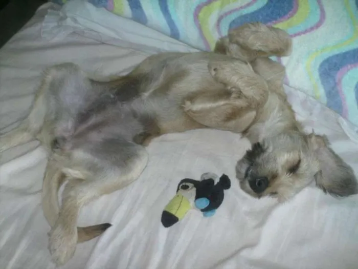Cachorro ra a SRD idade 2 anos nome Sofia