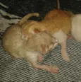 Nenem