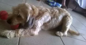 Cachorro raça SRD idade 2 anos nome Sofia