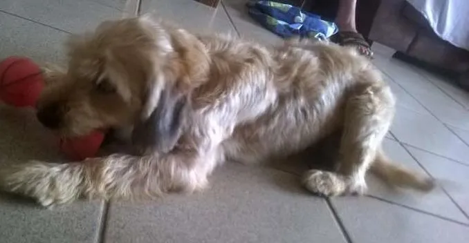Cachorro ra a SRD idade 2 anos nome Sofia
