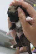 Simba
