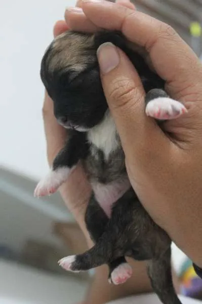 Cachorro ra a Vira Lata idade 2 a 6 meses nome Simba