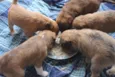 Simba
