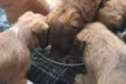 Simba
